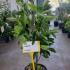 Magnolia Betty 80-100 cm buy online UK.