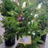 Magnolia Betty 1-1.25 m buy online UK.