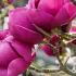 Magnolia Black Tulip is one of the darkest purple-flowering magnolias.