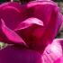 Magnolia Black Tulip deciduous tree with dark purple flowers