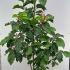 Magnolia Brooklynensis Black Beauty 1.75-2 m buy online UK.