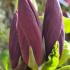 Magnolia Brooklynensis Black Beauty flower buds in early Spring