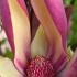 Magnolia Brooklynensis Black Beauty flowering in April, UK