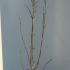mac 1.25-1.5 m buy online UK.