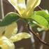 Magnolia Daphne produces a spring burst of gorgeous tulip-shaped, pale yellow blossoms before the  foliage unfurls.