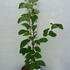 mdap 1.25-1.5 m buy online UK.