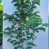 Magnolia Daphne Yellow Flowering 1.75-2 m buy online UK.