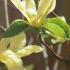Magnolia Daphne produces a spring burst of gorgeous tulip-shaped, pale yellow blossoms before the  foliage unfurls.