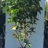 Magnolia Daybreak 1.5-1.75 m buy online UK.