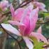 Magnolia Daybreak is a later pink-flowering small Magnolia tree that blooms in May. It has an upright fastigiated habit. Beautiful large showy fragrant flowers.