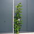 md 1.75-2 m buy online UK.
