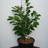 mdsr 80-100 cm buy online UK.