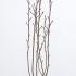 Magnolia Denudata Sunrise 1.25-1.5 m buy online UK.