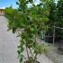 Magnolia Denudata Yellow River 1.5-1.75 m buy online UK.