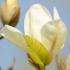 Magnolia Denudata Yellow River, a rare yellow flowering magnolia tree with large fragrant cup-shaped yellow flowers. 