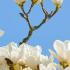 Magnolia Denudata Yulan Magnolia, a small deciduous flowering tree with showy fragrant white flowers appearing before the foliage