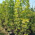 md 2-2.5 m buy online UK.