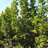 md 2.5-3 m buy online UK.