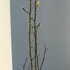 maem 1.25-1.5 m buy online UK.