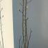 Magnolia Emperor 1-1.25 m buy online UK.