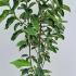 Magnolia Emperor 1.5-1.75 m buy online UK.