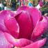 Magnolia Emperor deciduous tree with large pink flowers