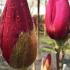 Magnolia Emperor Flowering Tree for Sale Online UK