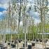 Magnolia Galaxy 4-4.5 m buy online UK.