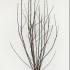 Magnolia Galaxy 1.5-1.75 m buy online UK.