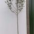 Magnolia Galaxy 3-3.5 m buy online UK.