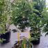 Magnolia Genie 1-1.25 m buy online UK.