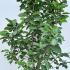 Magnolia Genie 1.75-2 m buy online UK.