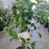 Magnolia Genie 80-100 cm buy online UK.