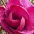 Magnolia Genie deciduous tree with deep purple flowers