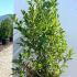 Magnolia George Henry Kern 1.25-1.5 m buy online UK.