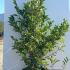 Magnolia George Henry Kern 1-1.25 m buy online UK.