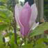 Magnolia George Henry Kern - small, fragrant Magnolia, buy online UK