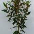 Magnolia Grandiflora Alta or Bull Bay Alta 1.5-1.75 m buy online UK.