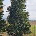 Magnolia Grandiflora - Bull Bay Tree 3-3.5 m buy online UK.