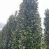 Magnolia Grandiflora - Bull Bay Tree 5-5.5 m buy online UK.