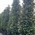 Magnolia Grandiflora - Bull Bay Tree 5.5-6 m buy online UK.