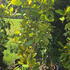 maggran 1.5-1.75 m buy online UK.