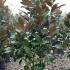 Magnolia Grandiflora - Bull Bay Tree 1.25-1.5 m buy online UK.