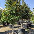 maggran 2.5-3 m buy online UK.