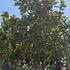 maggran 2.5-3 m buy online UK.