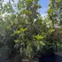 maggran 3-3.5 m buy online UK.