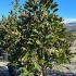 Magnolia Grandiflora - Bull Bay Tree 1.75-2 m buy online UK.