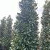 Magnolia Grandiflora - Bull Bay Tree 4.5-5 m buy online UK.