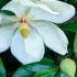 Magnolia grandiflora for sale at specialist nursery, London, UK