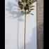 Magnolia Grandiflora Full Standard 2.5-3 m buy online UK.